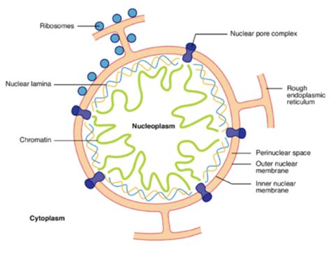 Anatomy Of Cell Nucleus And Cytoplasm Flashcards Quizlet