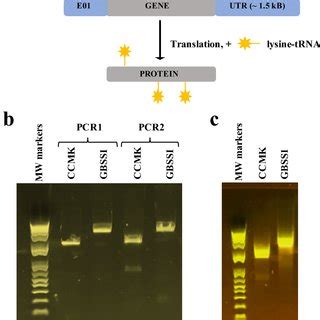 Expression trials using PCR templates. a Schematic of two-step PCR ...