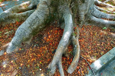 Tree Roots Poinciana Brisbane Sccart Flickr