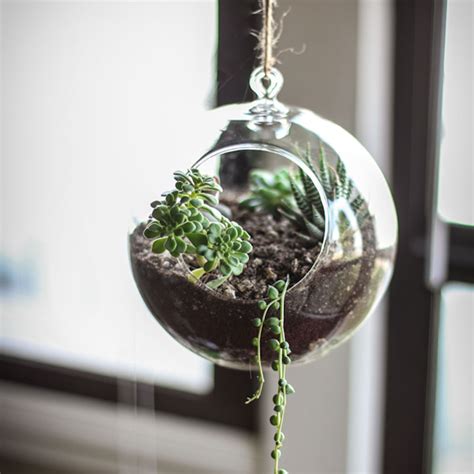 Hanging Round Glass Terrarium With Plants Arrangement Wild Roots