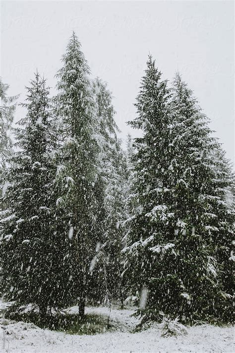 «Winter Landscape In Snow Forest» del colaborador de Stocksy «Mosuno ...