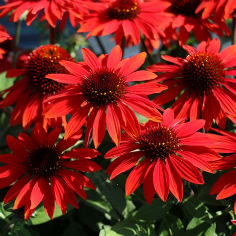 Artisan™ Red Ombre Coneflower Plant Addicts