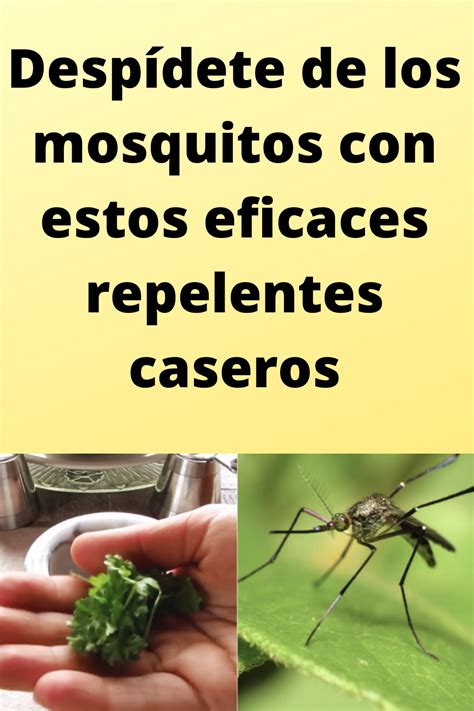 Desp Dete De Los Mosquitos Con Estos Eficaces Repelentes Caseros