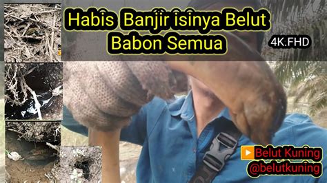 Mancing Habis Banjir Isinya Belut Babon Super Semua Chasing Mythical