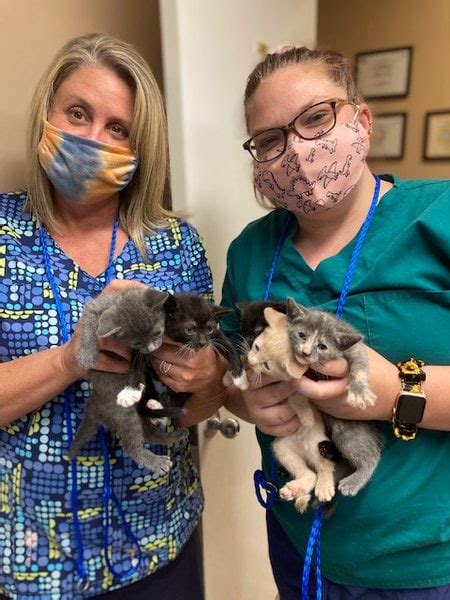 Top 21 Veterinarians In Jacksonville Florida Updated 2022 The