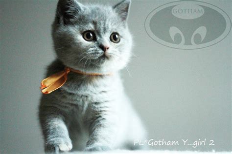 Litter Y Gotham Pl British Shorthair Cattery