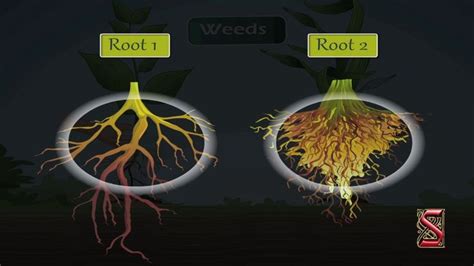 Plants: Parts and Functions (Roots,Different types of roots-04) | Roots ...