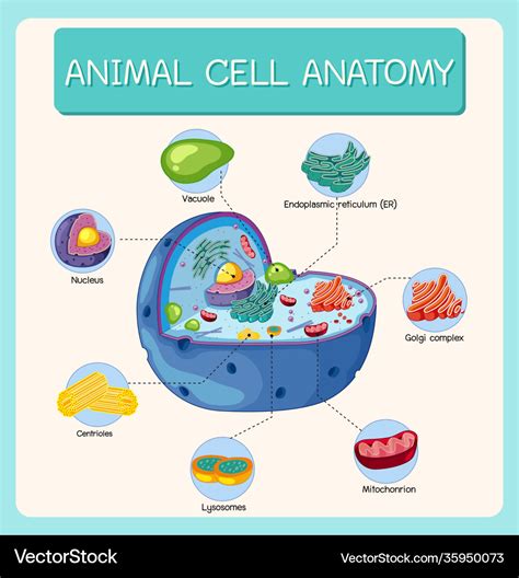 Anatomy Animal Cell Biology Diagram Royalty Free Vector Worksheets