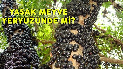 Hz Adem YASAK MEYVEYİ YEMESEYDİ Ne Olurdu Yasak Meyve nin Gizemi YouTube