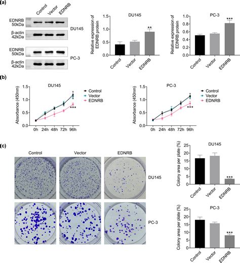 Ednrb Inhibits The Growth And Migration Of Prostate Cancer Cells By