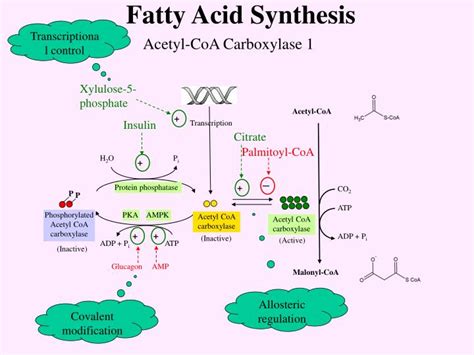 PPT - Fatty Acid Synthesis PowerPoint Presentation - ID:1323760