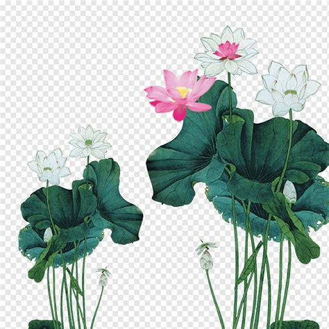 Nelumbo Nucifera Tinta Lavado Pintura Hoja Loto Pintura De Acuarela