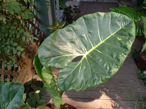 How To Prune Elephant Ear Plant Global Gardening Secrets