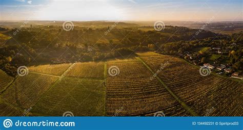 Aerial View Vineyard Sunrise In Autumn Bordeaux Vineyard France