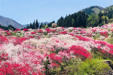 日本一の桃源郷花桃の里I 信州 長野アルプスBASEリゾグラリゾートグランピングドットコム