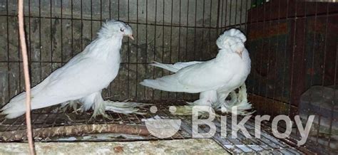 Baby Pair 2 Por Bukhara Kobutor Real In Naogaon Bikroy