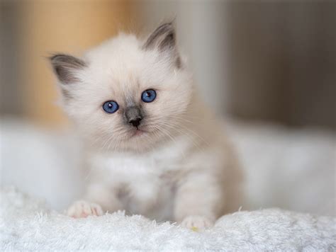 Wallpaper Animals White Cats Birman Kittens