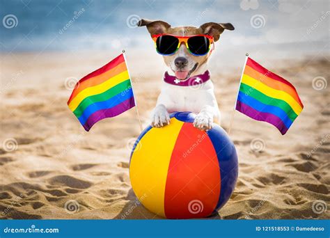 Cane Gay Che Si Rilassa Su Una Spiaggia Immagine Stock Immagine Di Felice Farfalla