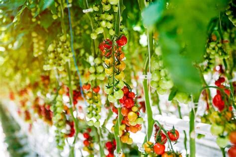 Hermosos Tomates Maduros Rojos Cultivados En Un Invernadero Foto Premium