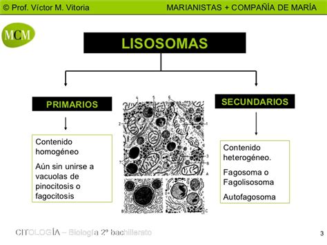 Lisosomas