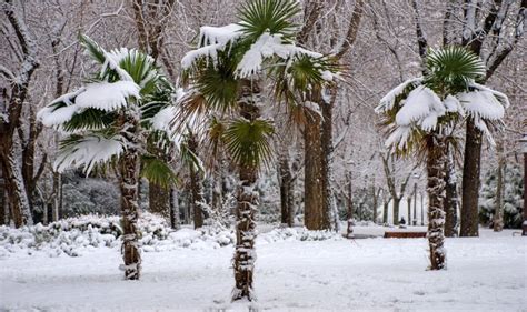 Gardening Expert Shares How To Care For Low Maintenance Palm Trees