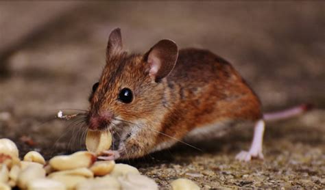 Leptospirosis Gejala Penyebab Pengobatan Dll DokterSehat