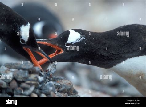 Antarctica Wiencke Island Gentoo Penguins Pygoscelis Papua Fight Over