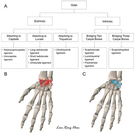 Diagnostics Free Full Text Sonoanatomy And Stepwise Systematic