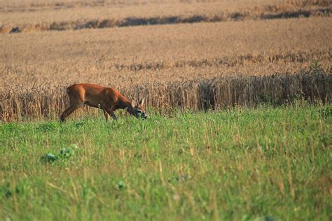 Banco De Imagens Natureza Grama Região Selvagem Campo Prado