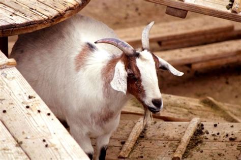 How To Tell If A Goat Is Pregnant Eco Peanut