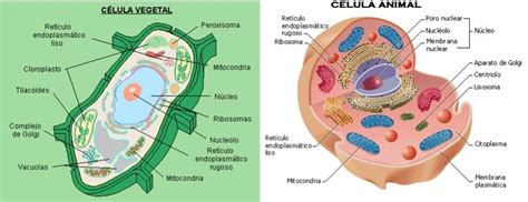 Histolog A Y Nosolog A Cuadro Comparativo De Componentes Celulares