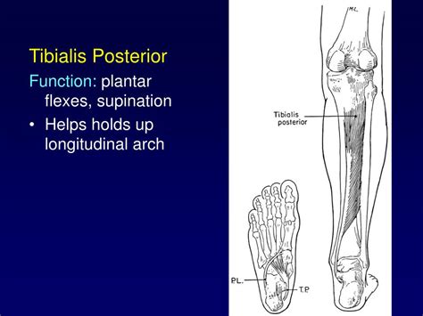 Tibialis Posterior Origin Insertion Anatomy And Function