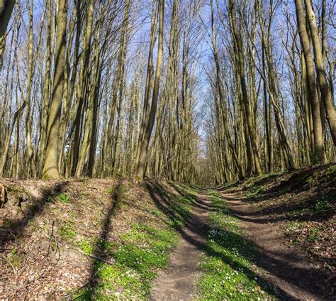 Forest Path In Spring Road In The Forest In Summer Forest Path For