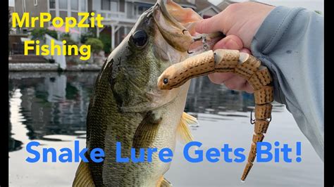 The Snake Lure Gets Bit Topwater Largemouth Bass Action Aggressive