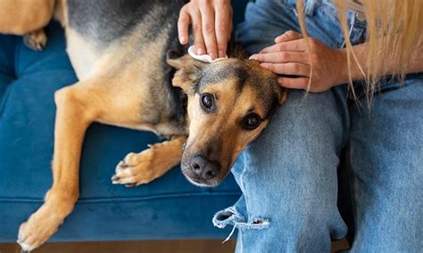 Increíble Rebajan Impuestos A Quienes Adopten Un Perro