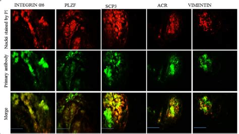 Immunofluorescence Staining Of Frozen Longitudinal Sections Of