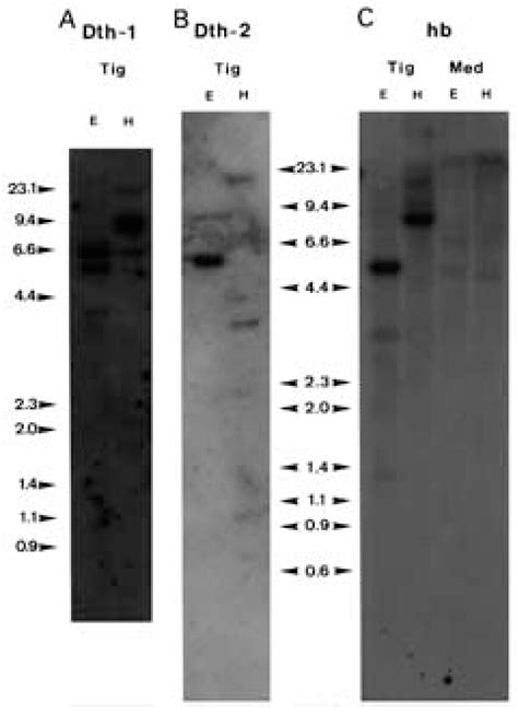 Genomic Southern Blots Of Dugesia G Tigrina Dna Digested With