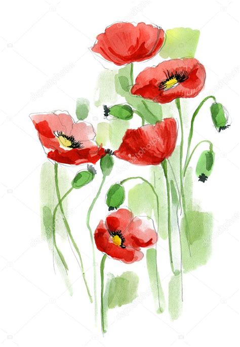 Painted Watercolor Poppies Stock Photo Bioraven