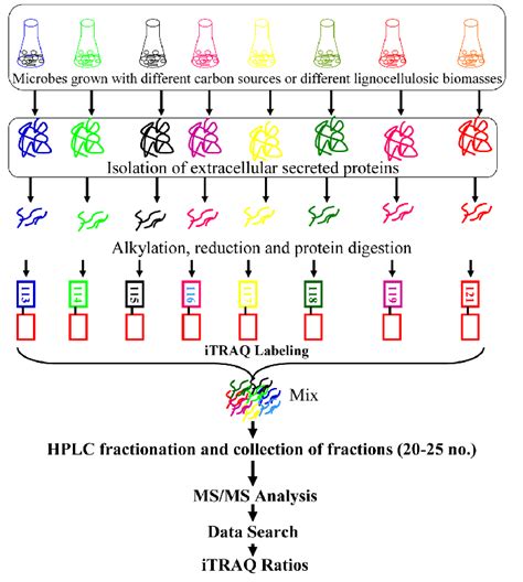 Typical Work Flow For Itraq Based Proteomics Analysis Of Fungal