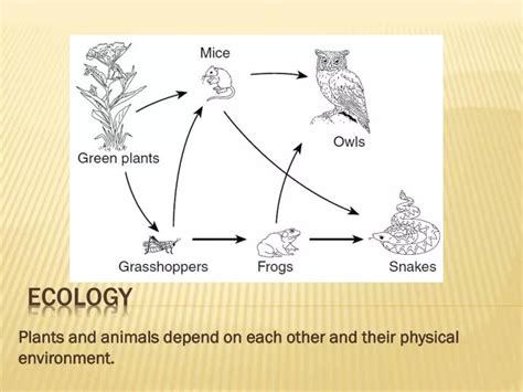 Ppt Ecology Powerpoint Presentation Free Download Id2277236