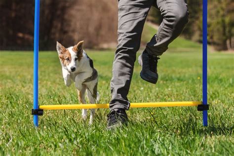 6 Best Dog Training Courses You Can Try Today