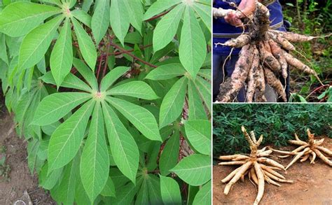 Cómo propagar cultivar Yuca Yuca y su cuidado