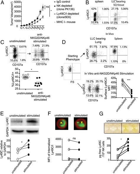 Modulation Of Nkg2d Nkp46 And Ly49ci Facilitates Natural Killer Cell