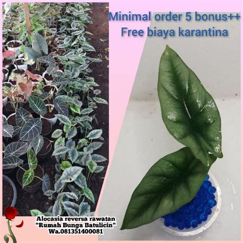 Jual TERMURAH Alocasia Reversa RAWATAN Daun 2 Minimal Order 5 Pohon