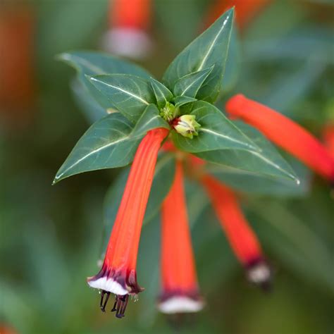 Cuphea Ignea Scarlet Plante Cigarette Sous Arbrisseau à Fleurs