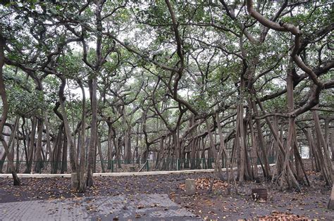 The Great Banyan Tree Of India