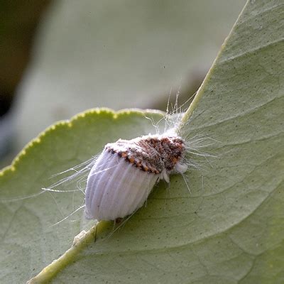 La Cocciniglia Quanti Tipi Ne Esistono E Come Si Combatte If