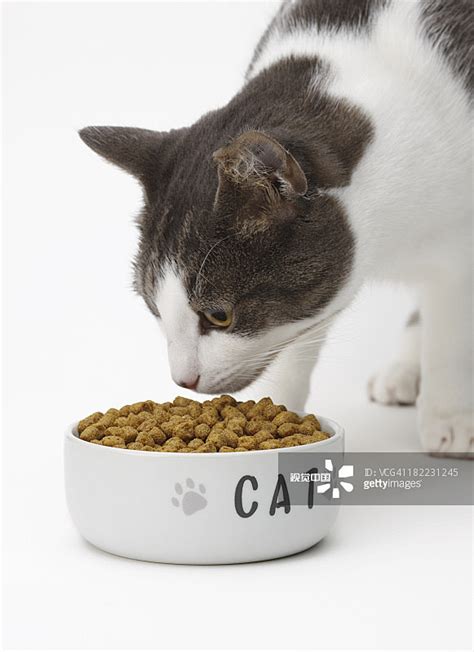 猫吃猫食宠物食品正版图片素材