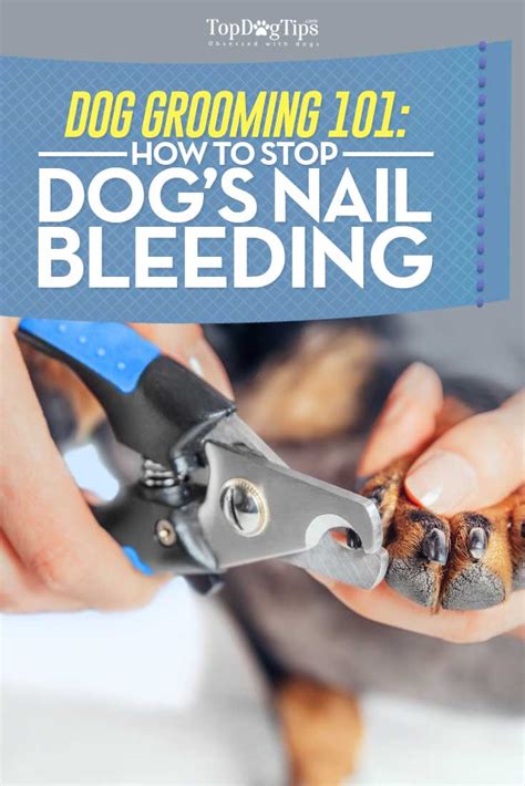 How to Stop Dog Nail Bleeding: An Instructional Video Guide