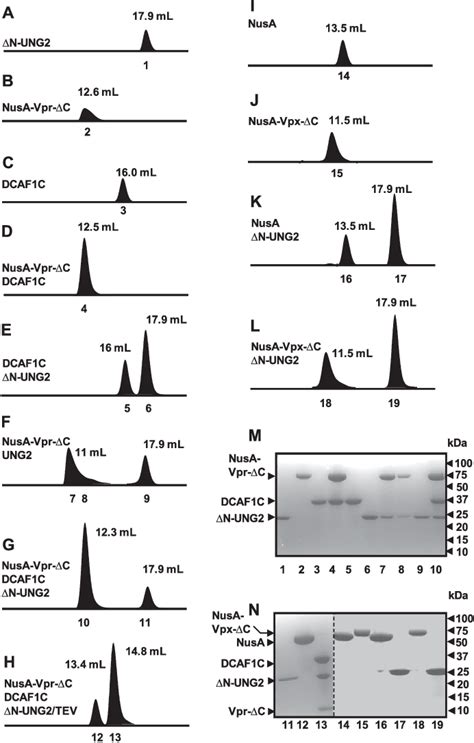 Figure From Hiv Vpr Loads Uracil Dna Glycosylase Onto Dcaf A